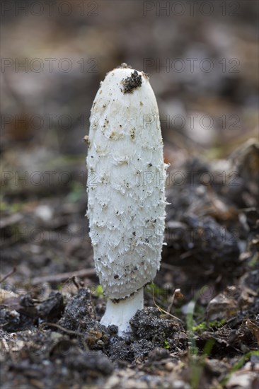 Shaggy ink cap