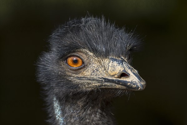 Emu