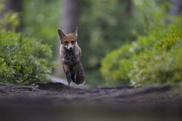 Red fox lured on a forest path with hare lament