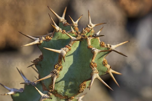 Cactus