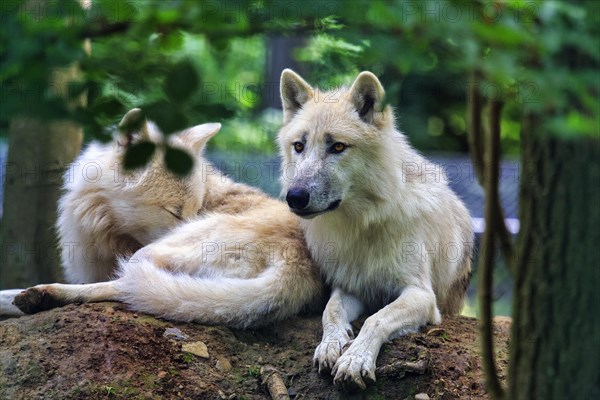 Two arctic wolves