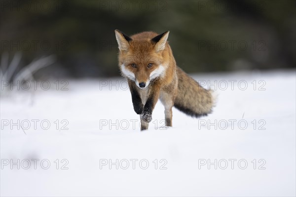 Red fox