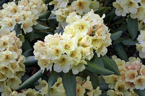 Flowering rhododendrons