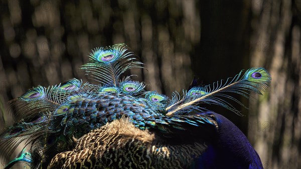 Indian peafowl