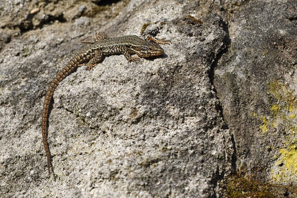 Common wall lizard