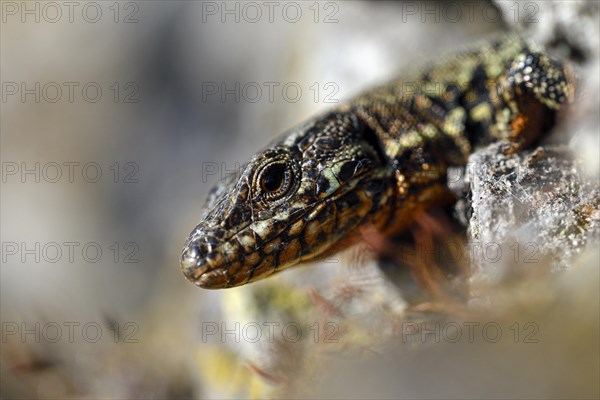 Common wall lizard