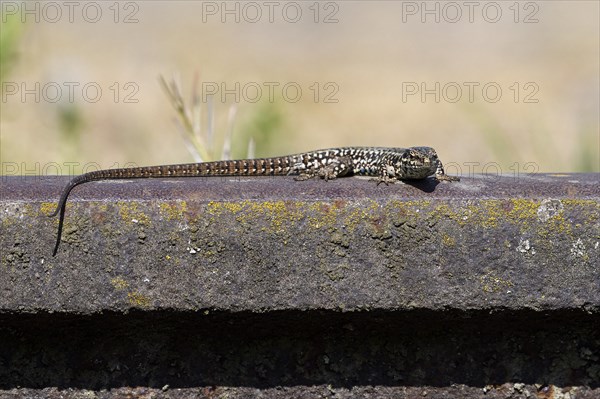 Common wall lizard