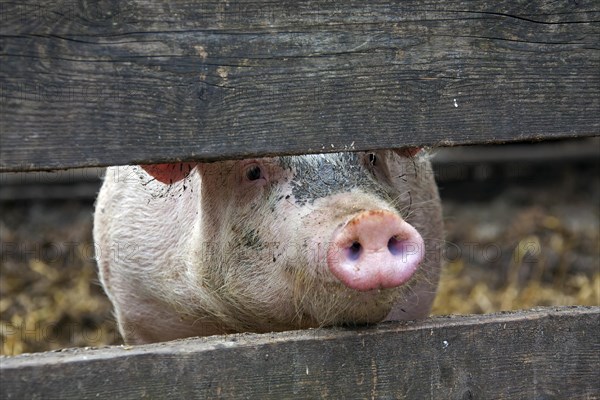 Curious domestic pig