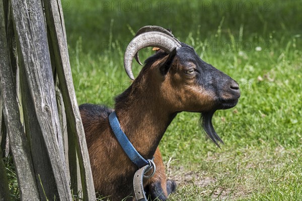 Domestic goat at petting zoo