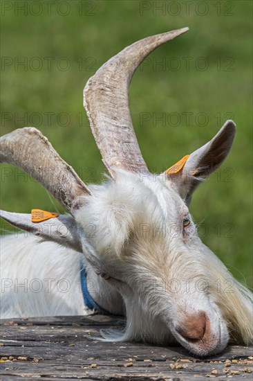 White goat eating fodder in grassland at petting zoo