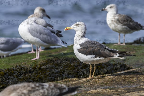 Lesser black-backed gull