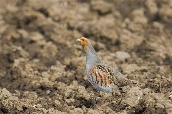 Grey partridge