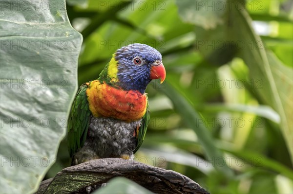 Rainbow lorikeet