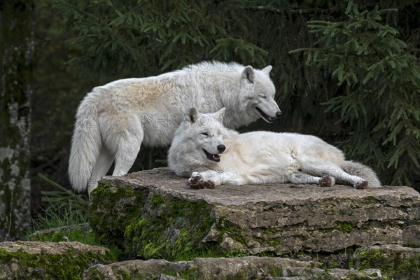 Two captive Arctic wolves