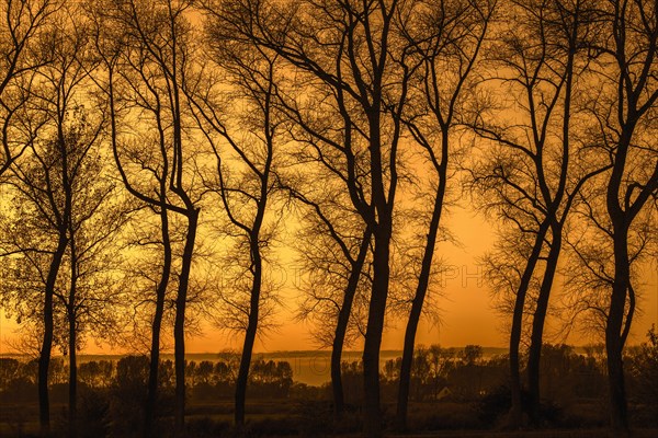 Poplars showing silhouettes of twisted tree trunks with bare branches along the Damme Canal at sunset in autumn at Damme
