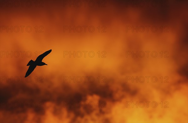 Seagull in flight silhouetted against orange cloud at sunset