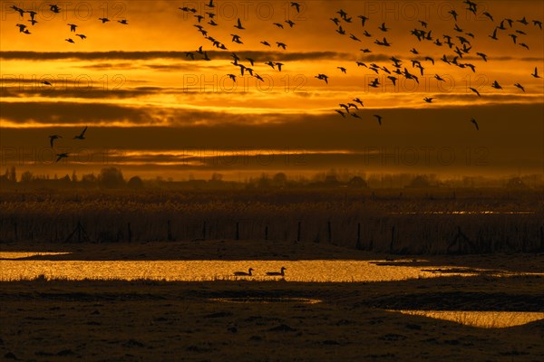 Flock of ducks silhouetted against sunset flying over field in winter in the Uitkerkse Polder nature reserve near Blankenberge