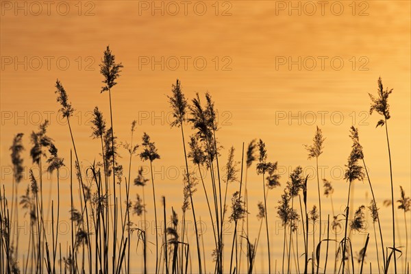 Panicles of common reed