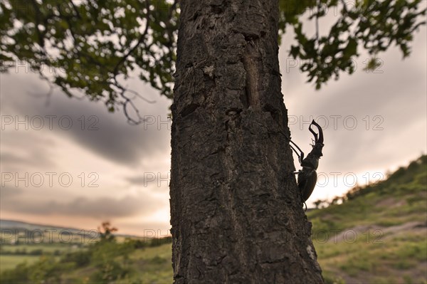 European stag beetle