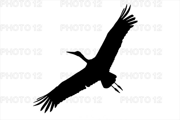 Silhouette of soaring white stork