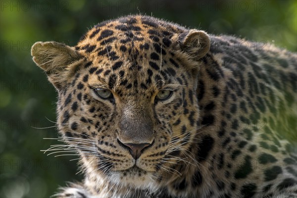 Amur leopard