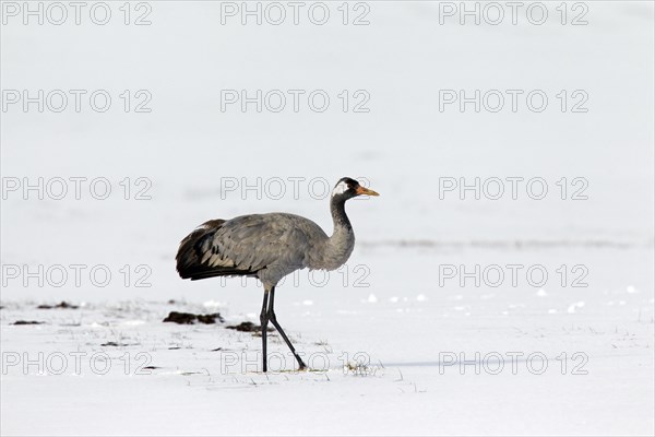 Common crane