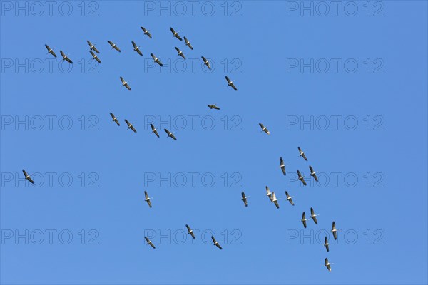 Large migrating flock of common cranes