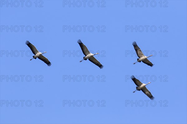 Four migrating common cranes