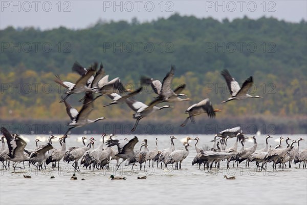 Flock of common cranes