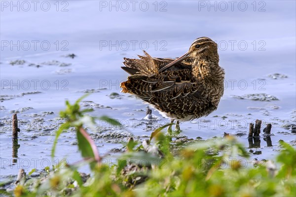 Common snipe