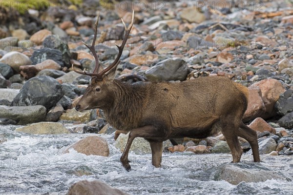 Red deer