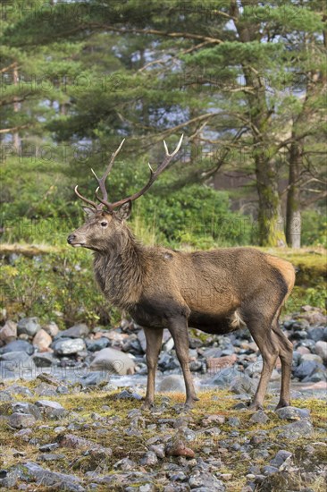 Red deer