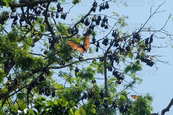 Colony of giant golden-crowned flying fox