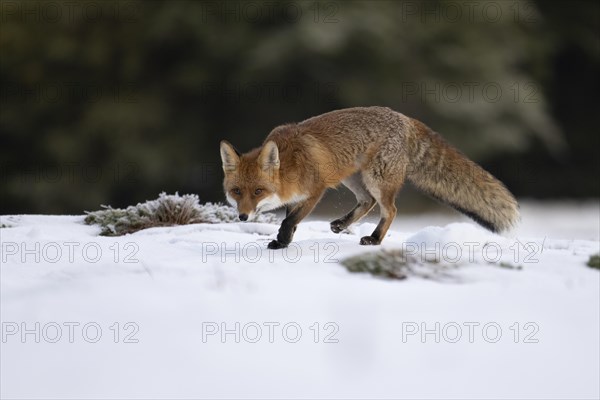 Red fox