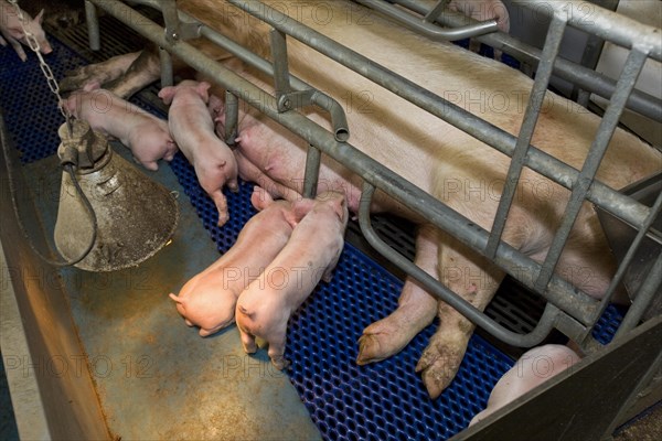 Domestic pigs suckling piglets in shed at piggery