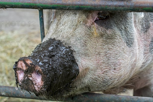 Close-up of long muddy snout