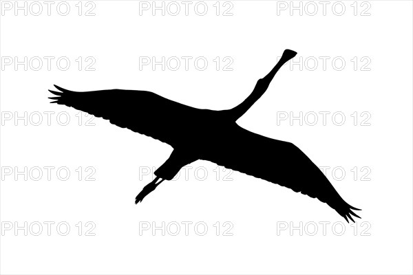 Silhouette of Eurasian spoonbill