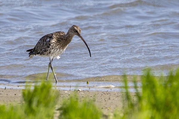 Eurasian curlew