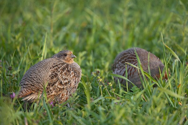 Grey Partridge