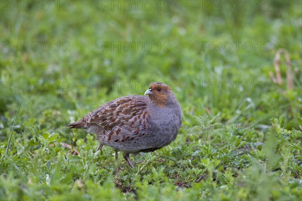 Grey Partridge