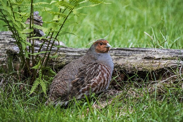 Grey Partridge