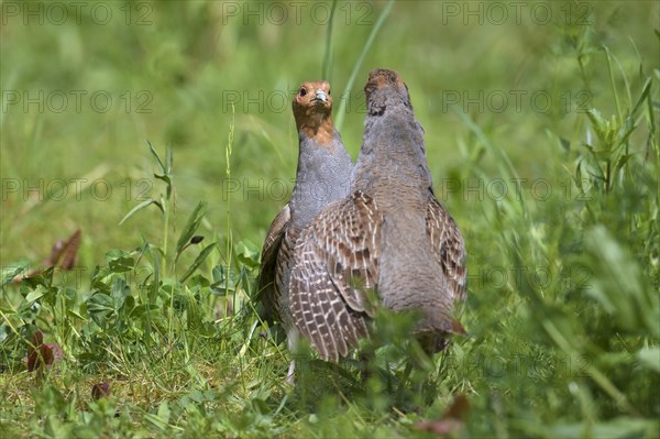 Two territorial male grey partridges