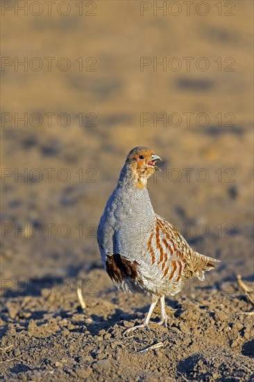 Grey partridge