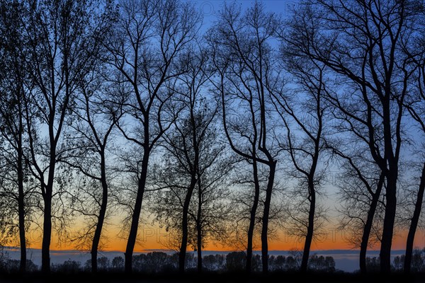 Poplars showing silhouettes of twisted tree trunks with bare branches along the Damme Canal at sunset in autumn at Damme