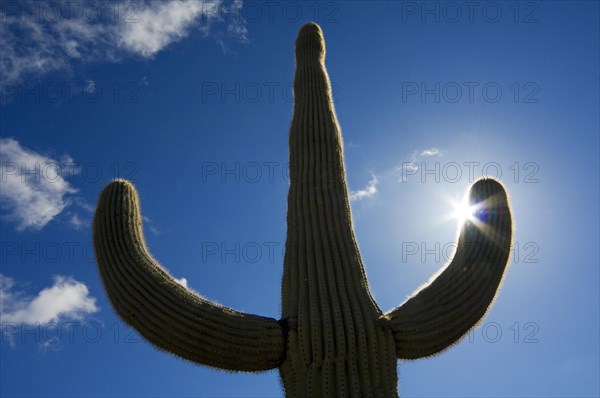 Saguaro