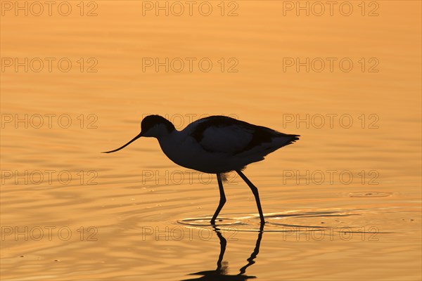 Pied avocet