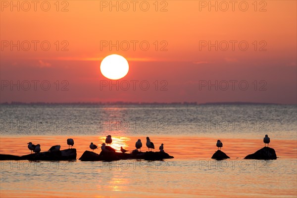 Flock of great black-backed gulls