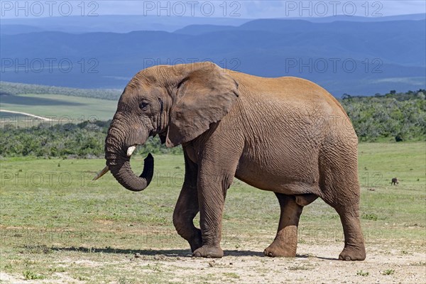 African bush elephant