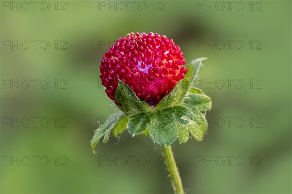 Mock strawberry