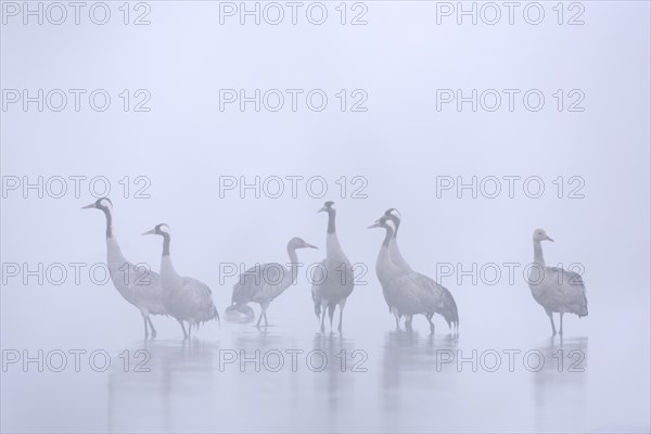 Flock of common cranes